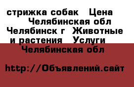 стрижка собак › Цена ­ 350 - Челябинская обл., Челябинск г. Животные и растения » Услуги   . Челябинская обл.